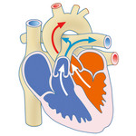 Zeichnung eines menschlichen Herzens mit Laufrichtungen des Bluts. 