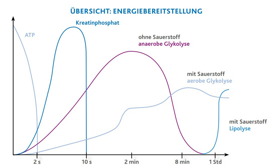 Diagramm zeigt Energiebereitstellung des Körpers über Belastungsdauer: Kreatinphosphat bis 10 Sekunden, anaerobe Glykolyse bis 8 Minuten, aerobe Glykolyse und Lipolyse ab 8 Minuten bis 1 Stunde
