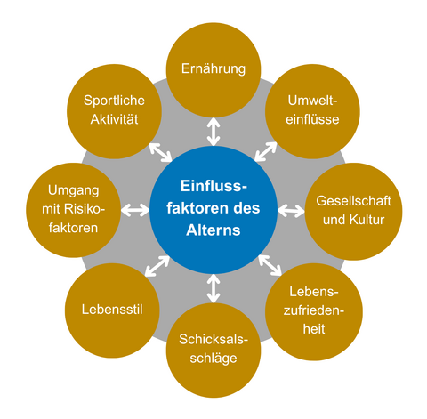 Diagramm zeigt Einflussfaktoren des Alterns in acht Kreisen: Ernährung, Umwelteinflüsse, Gesellschaft und Kultur, Lebenszufriedenheit, Schicksalsschläge, Lebensstil, Umgang mit Risikofaktoren, sportliche Aktivität