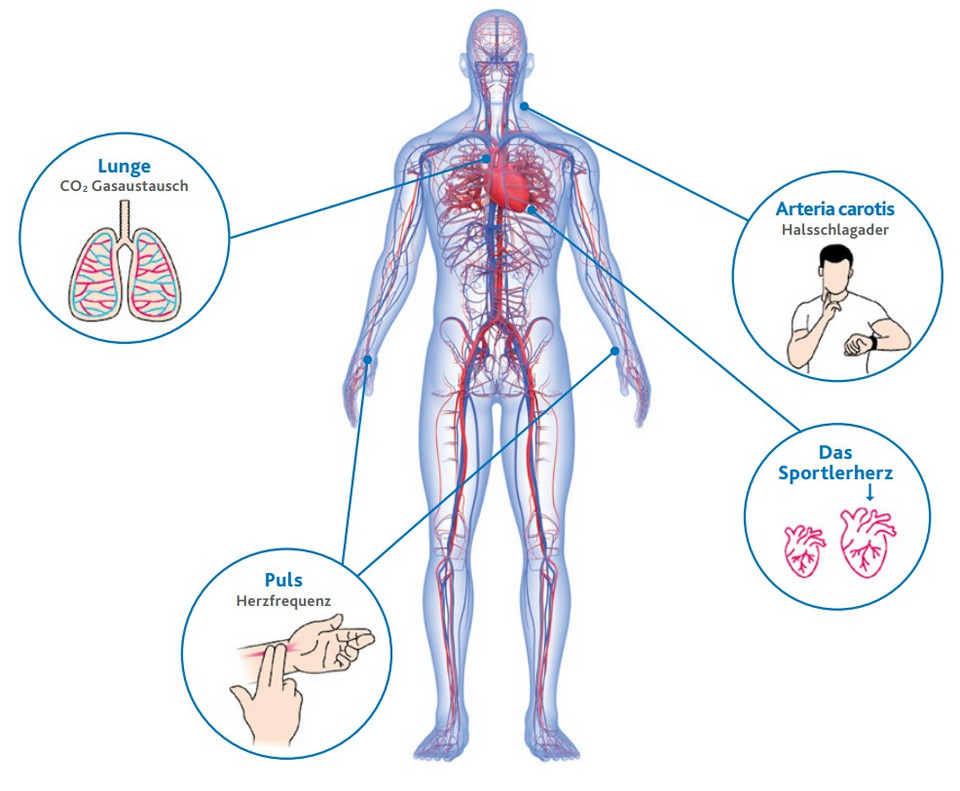 Herz-Kreislauf-System in vereinfachter Darstellung. Das Herz pumpt das  Blut mit dem Sauerstoff, der über die Lungen aufgenommen wird, in den gesamten Körper.  Pulsmessungen sind an den Handgelenken und an der Halsschlagader möglich. 