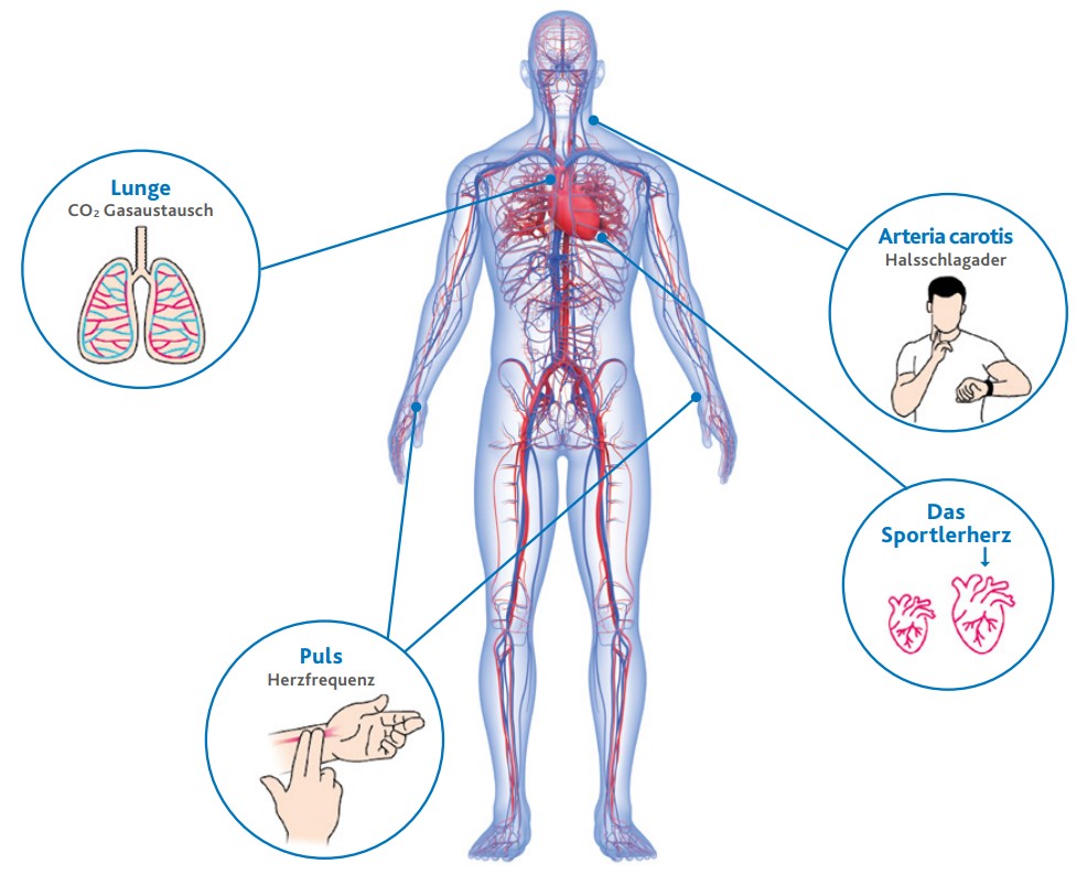 Herz-Kreislauf-System in vereinfachter Darstellung. Das Herz pumpt das  Blut mit dem Sauerstoff, der über die Lungen aufgenommen wird, in den gesamten Körper.  Pulsmessungen sind an den Handgelenken und an der Halsschlagader möglich. 